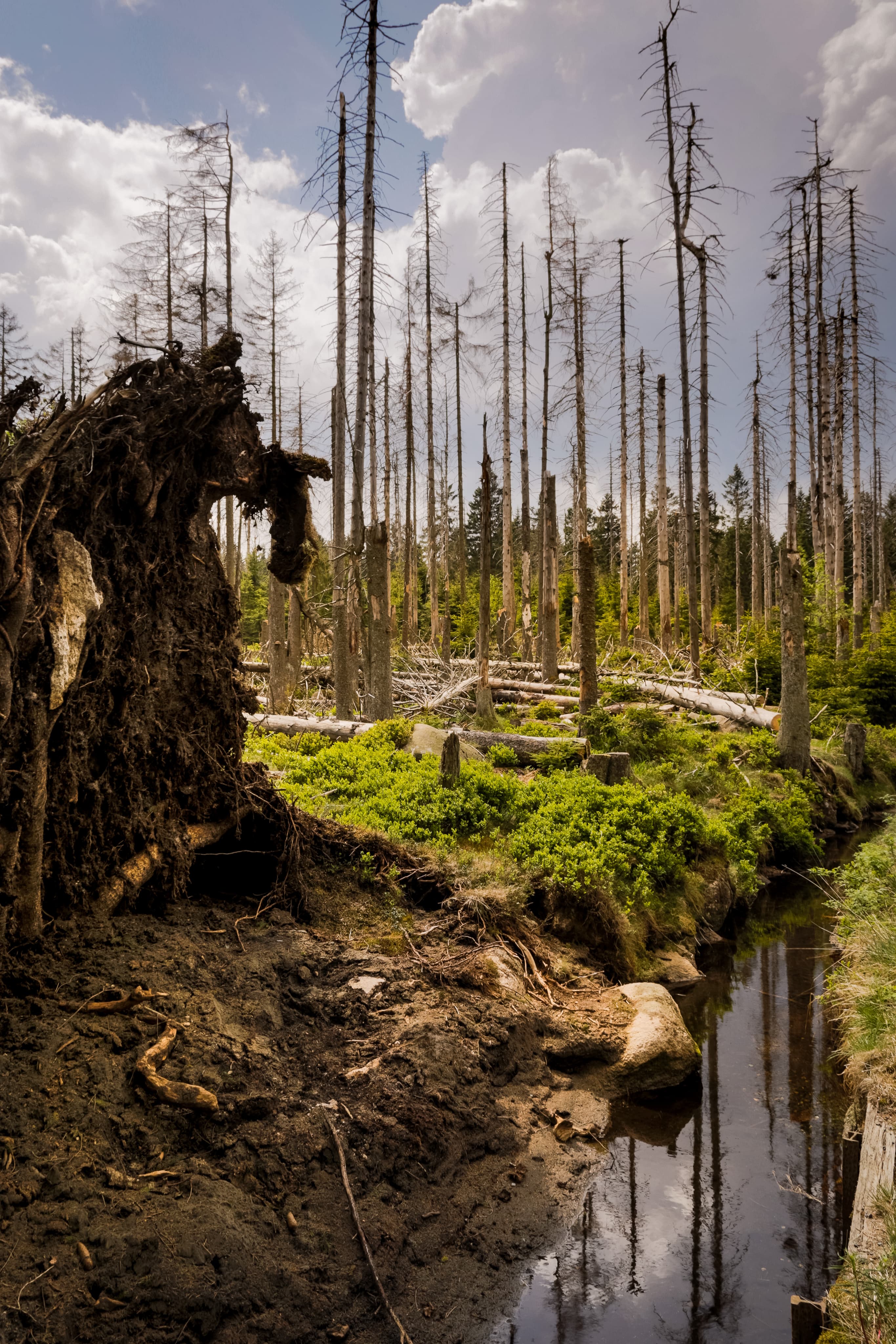 Legjislacioni Mjedisor